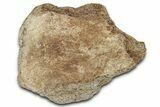 Dinosaur (Triceratops) Frill Shield Section - Montana #338885-1